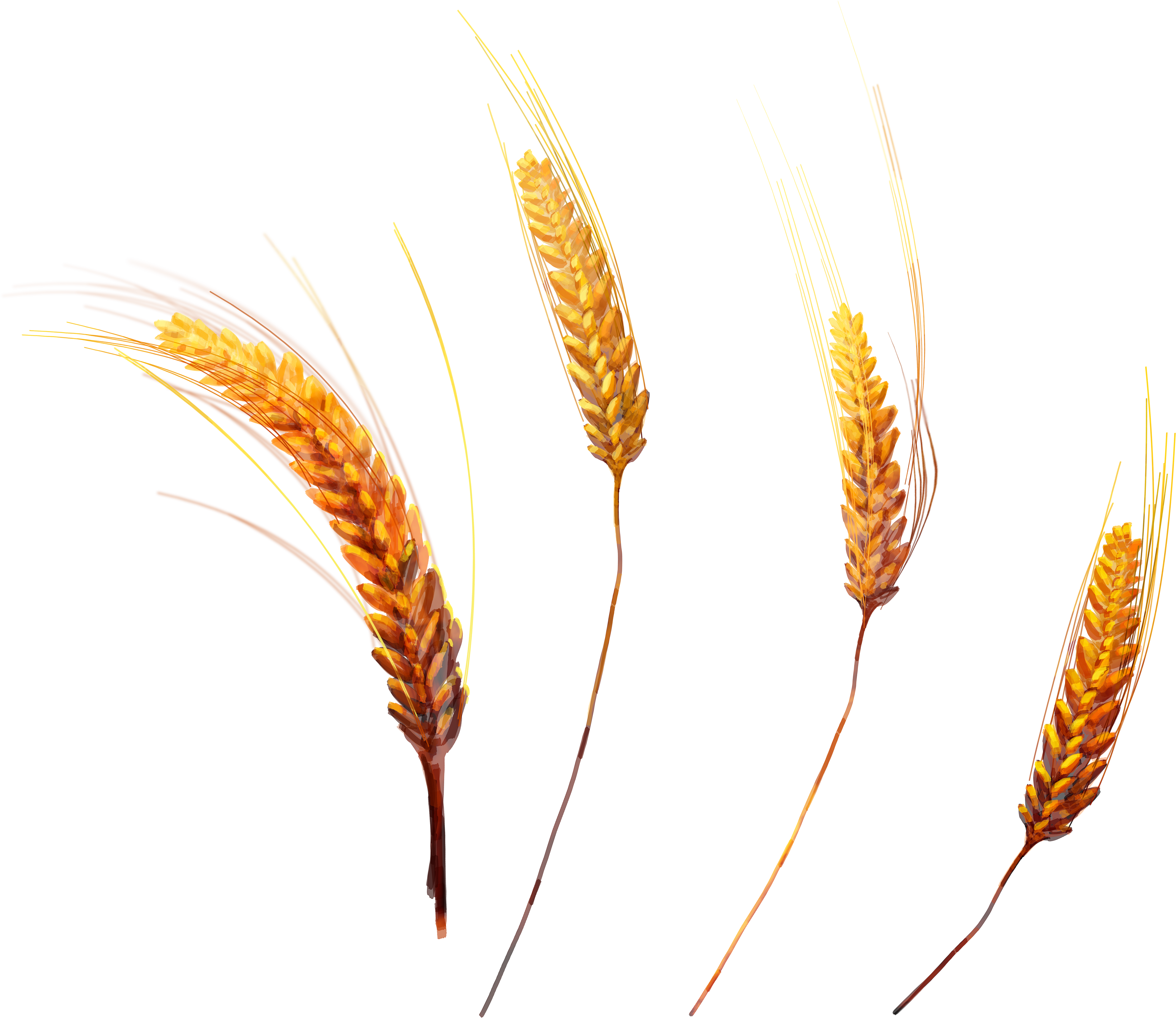 Golden Wheat Ears Isolated PNG with transparent background