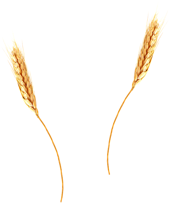 Golden Wheat Ears Isolated PNG with transparent background