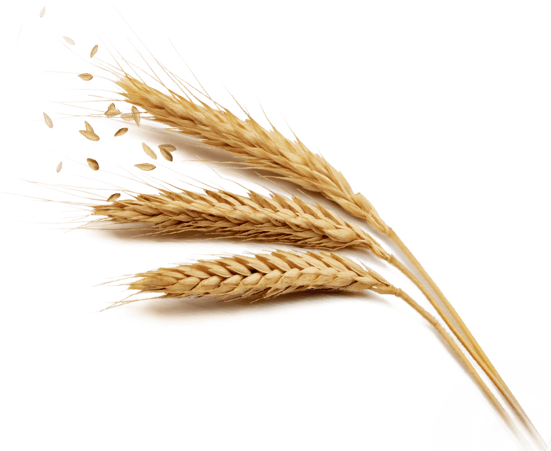 Golden Wheat Ears Transparent Background PNG with transparent background