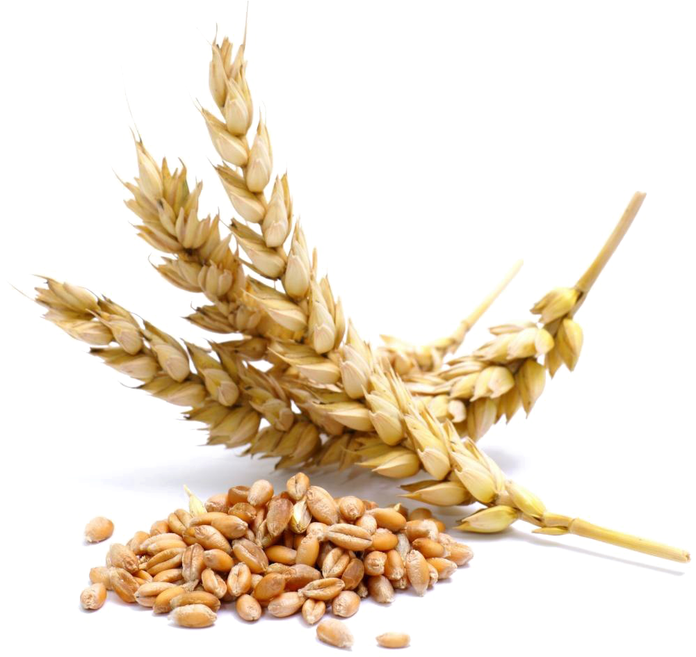 Golden Wheat Earsand Grains.png PNG with transparent background