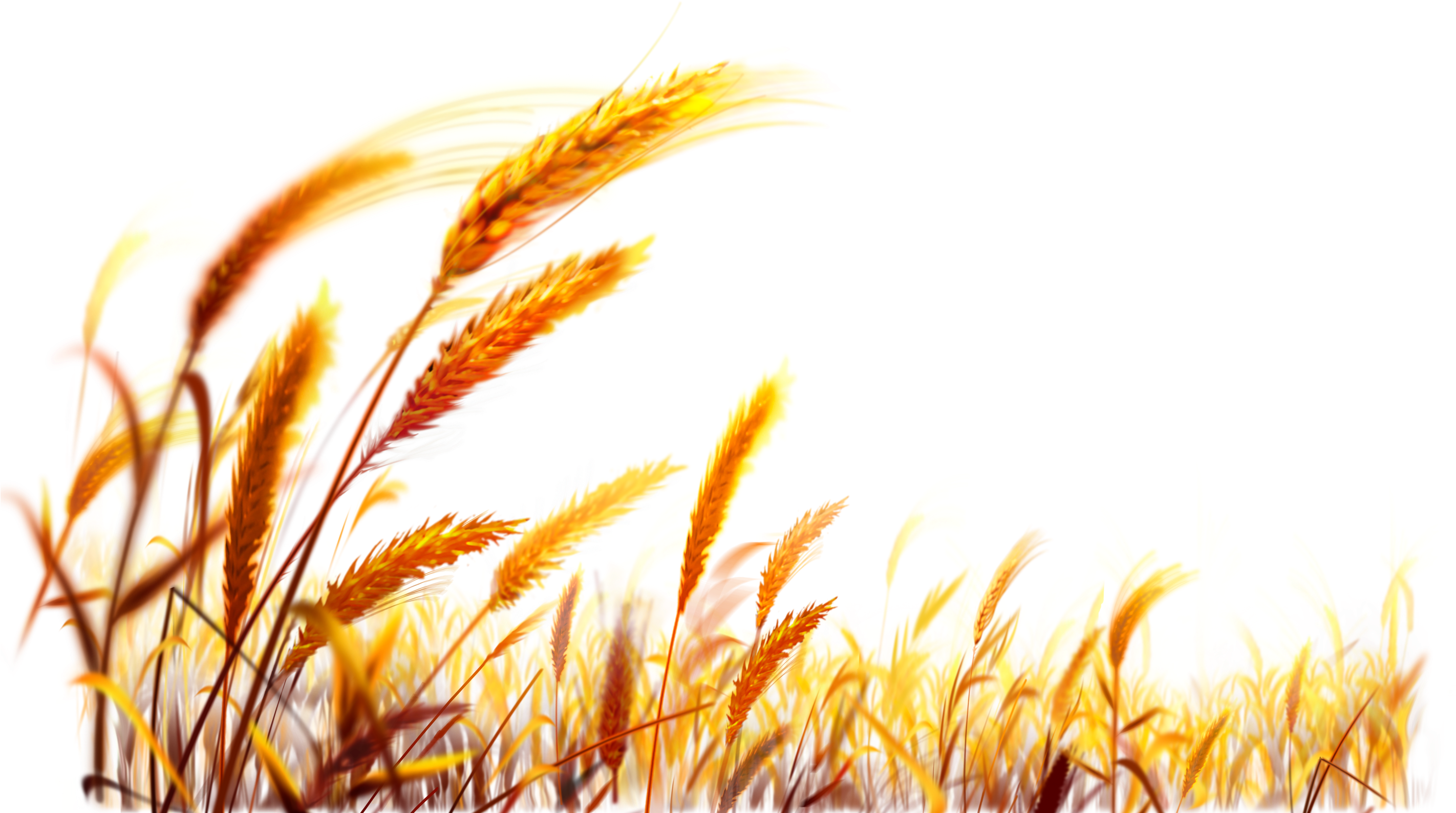 Golden Wheat Field Backdrop PNG with transparent background