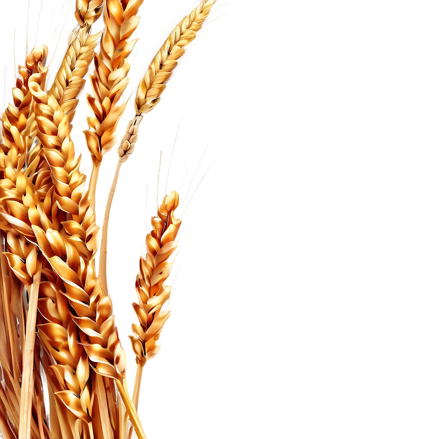 Golden Wheat Field PNG yce PNG with transparent background