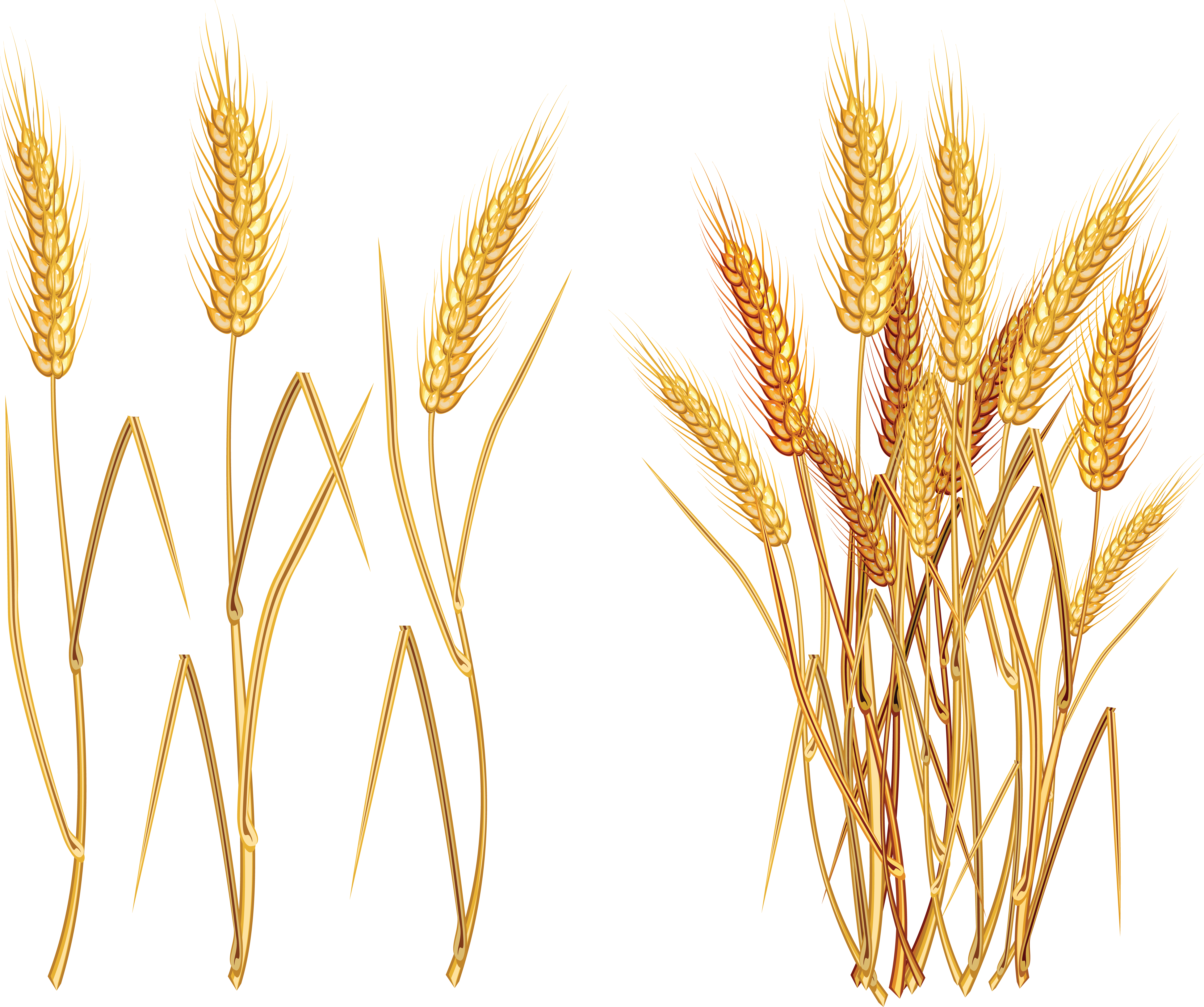 Golden Wheat Illustration PNG with transparent background