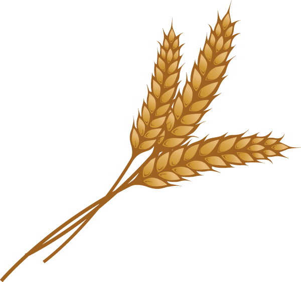 Golden Wheat Illustration PNG with transparent background