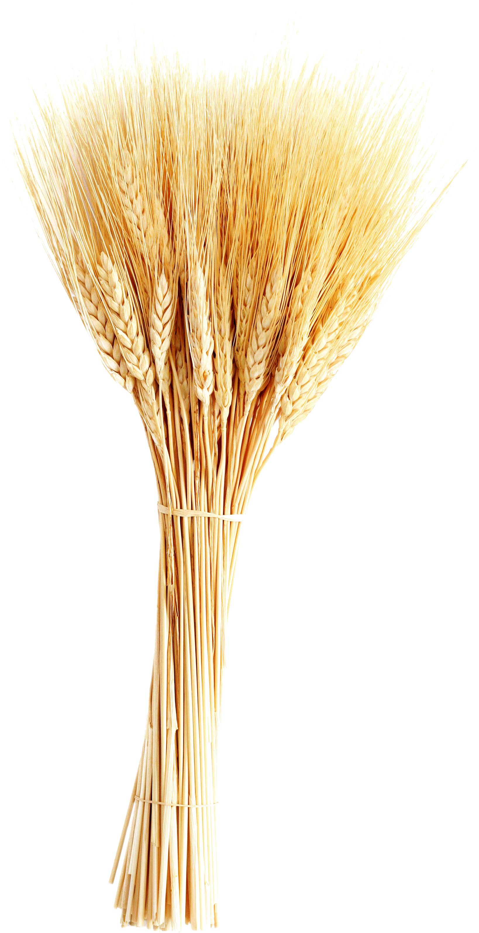 Golden Wheat Sheaf Vector