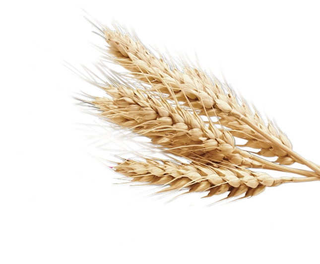 Golden Wheat Sheaves PNG with transparent background