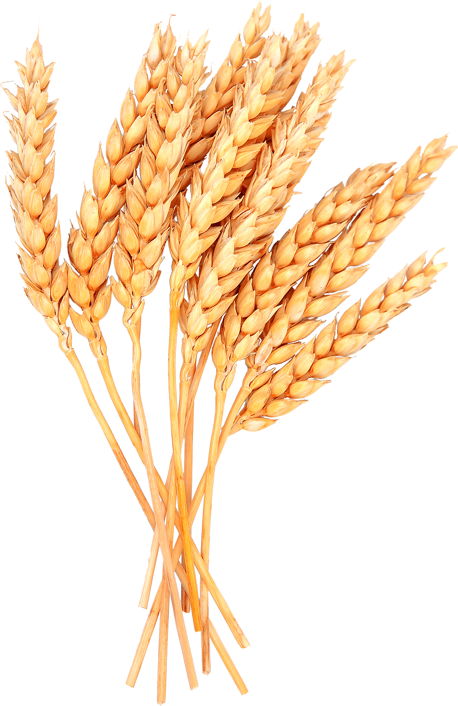 Golden Wheat Sheaves PNG with transparent background