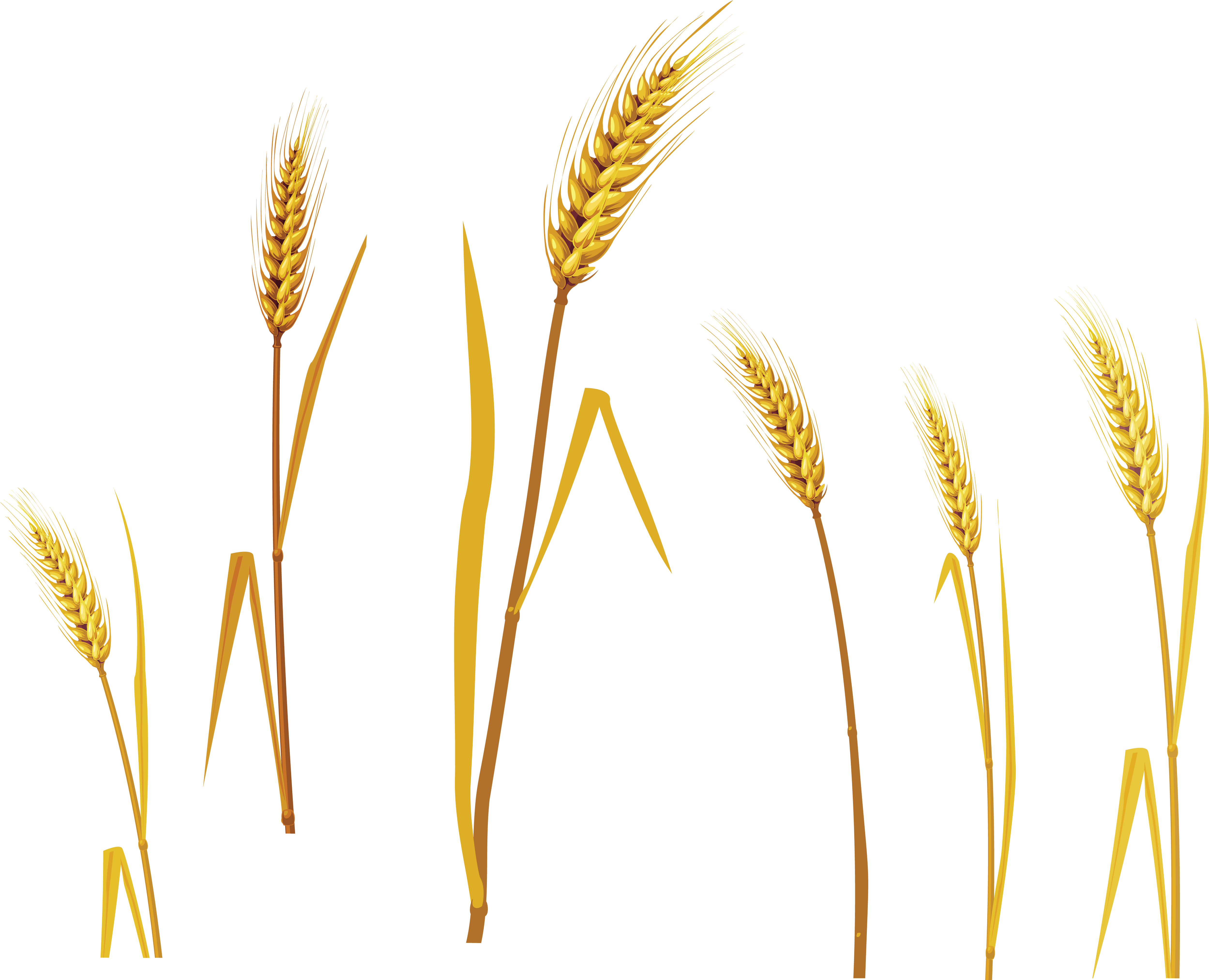 Golden Wheat Stalks Collection PNG with transparent background