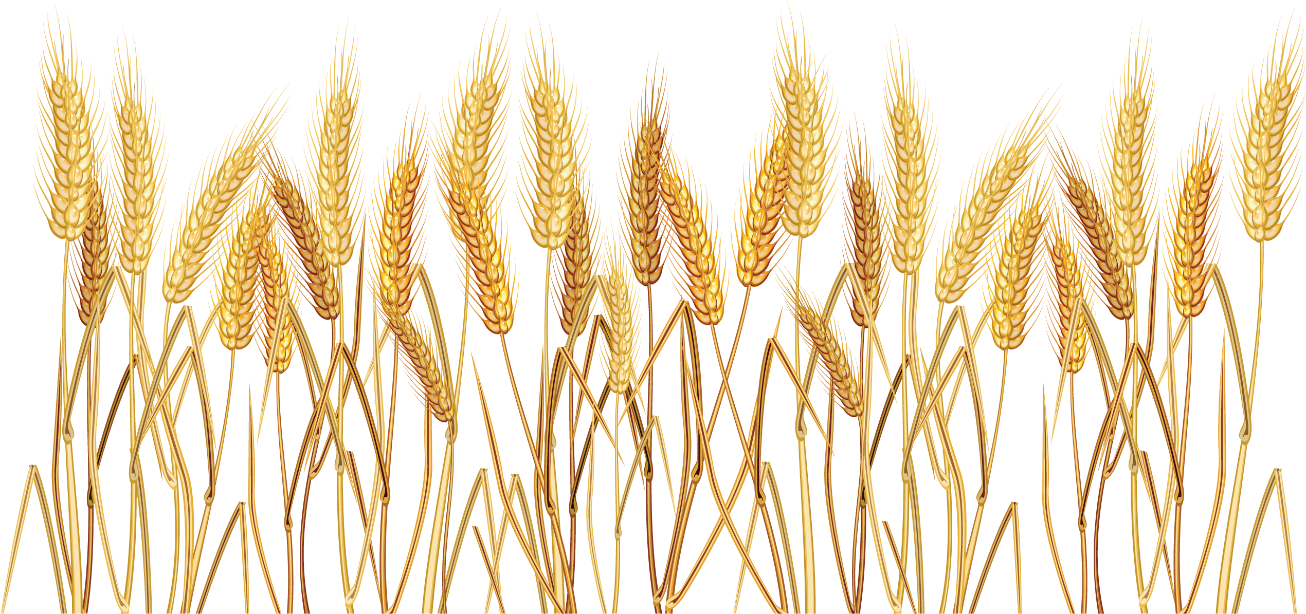 Golden Wheat Stalks Field PNG with transparent background