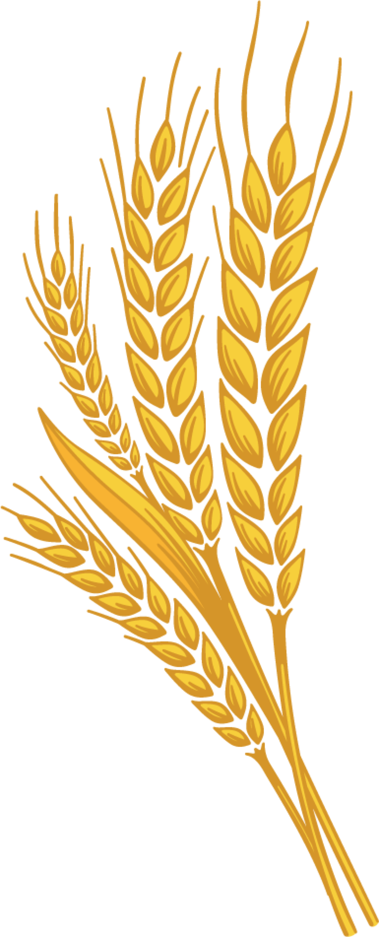 Golden Wheat Stalks Illustration PNG with transparent background
