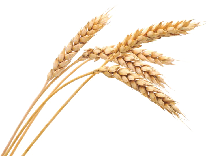 Golden Wheat Stalks PNG with transparent background