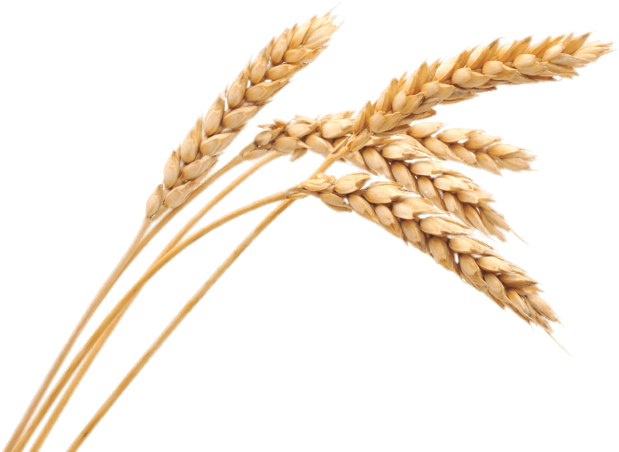 Golden Wheat Stalks PNG with transparent background