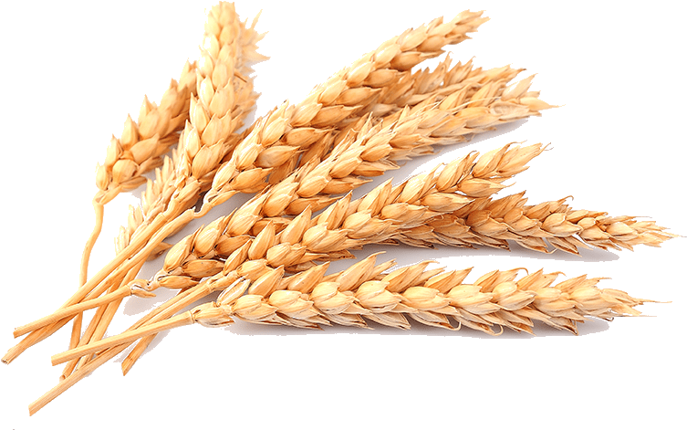 Golden Wheat Stalks PNG with transparent background