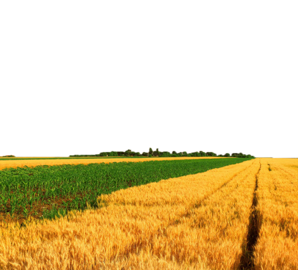 Summer Meadow PNG File PNG with transparent background