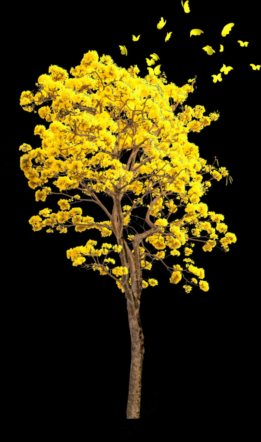 Golden Yellow Tree Butterflies Black Background