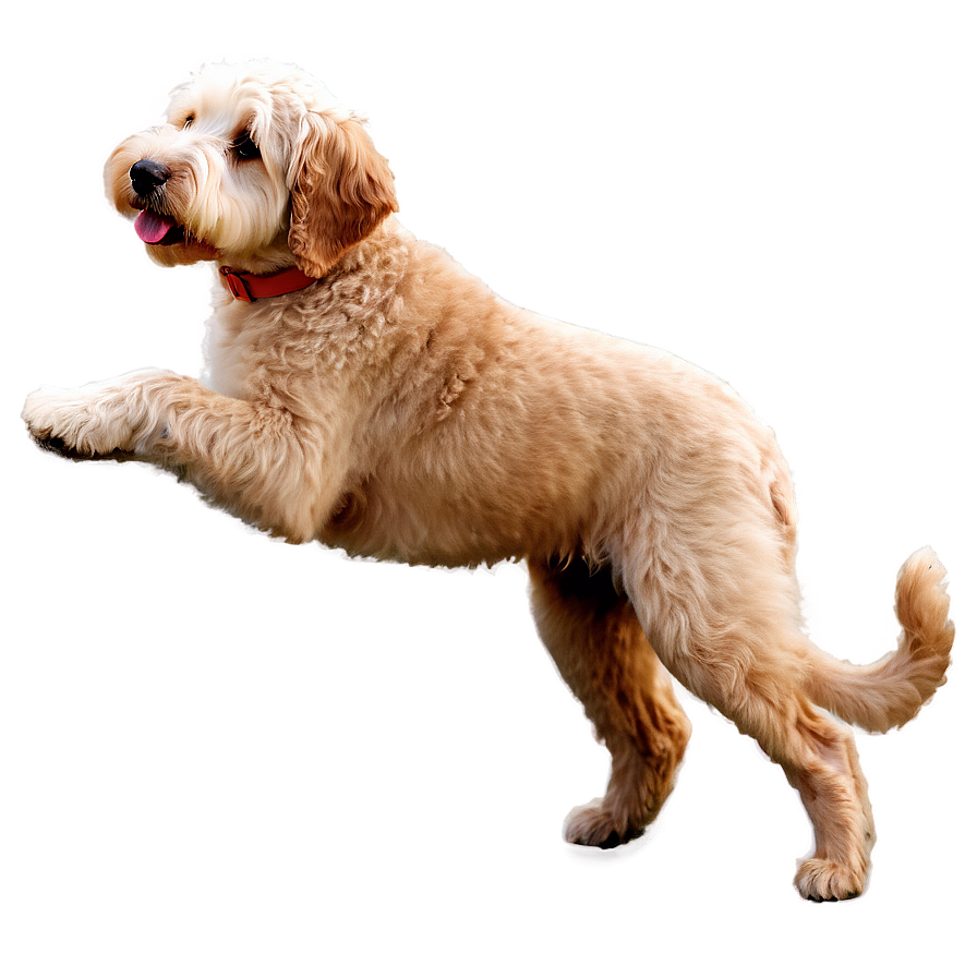 Goldendoodle A