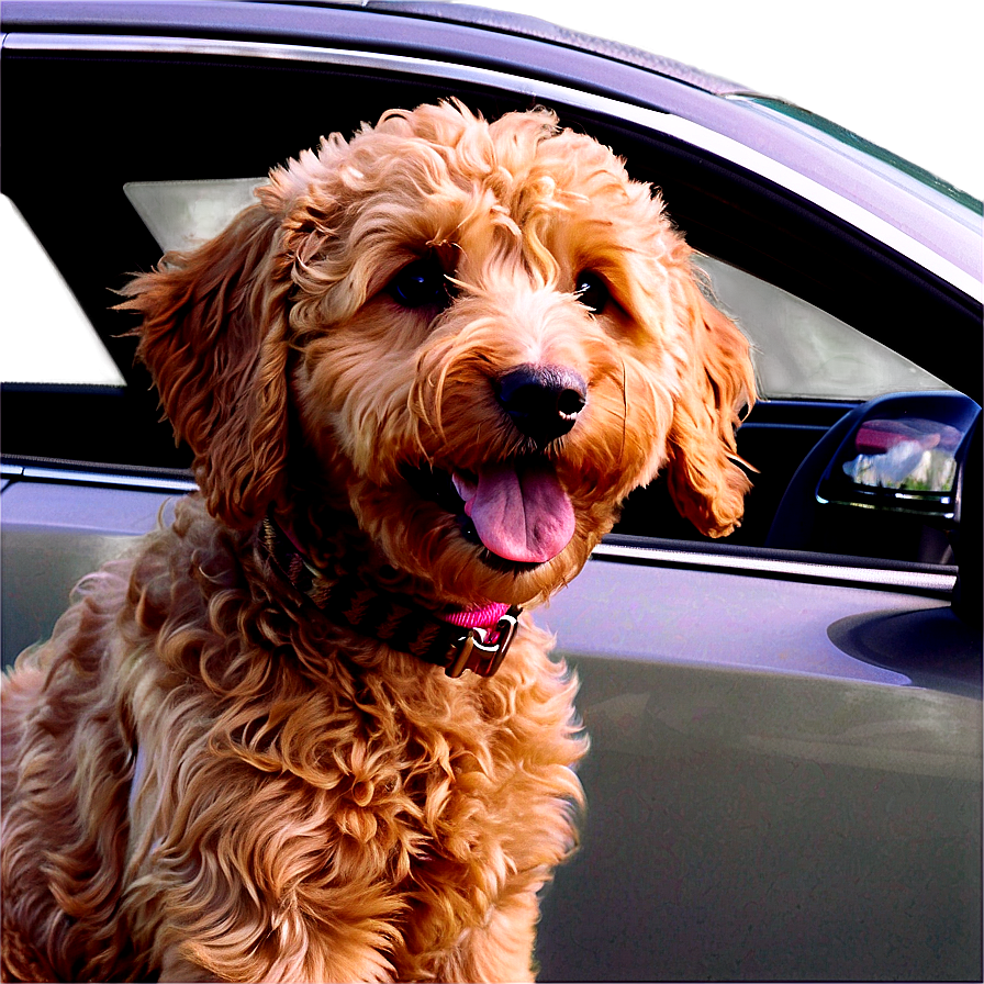 Goldendoodle In Car Png 40