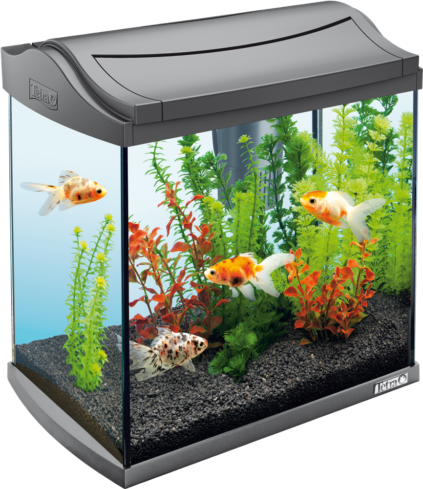 Goldfish - Aquarium Png, Transparent Png PNG with transparent background