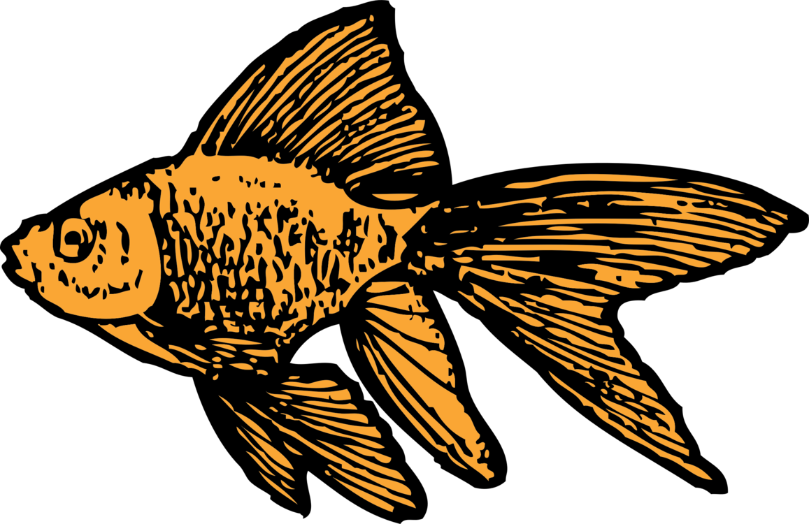 Goldfish Clip Art, HD Png Download PNG with transparent background