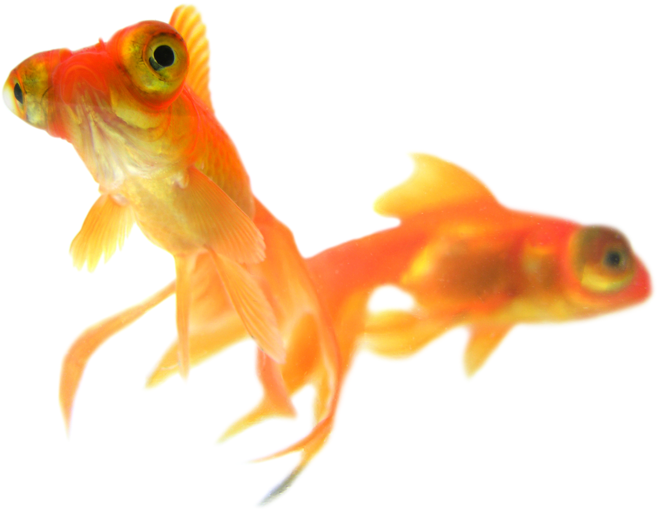 Goldfish Duo Transparent Background