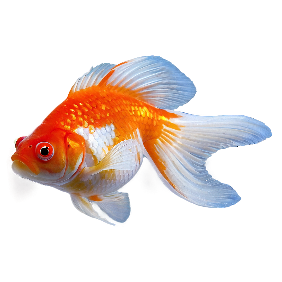 Goldfish Fins Png 05212024