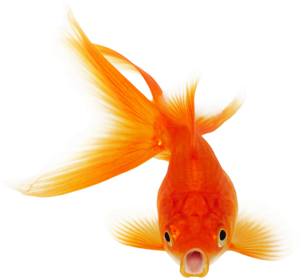 Goldfish Koi Clip Art - Goldfish Transparent Background, HD Png Download PNG with transparent background