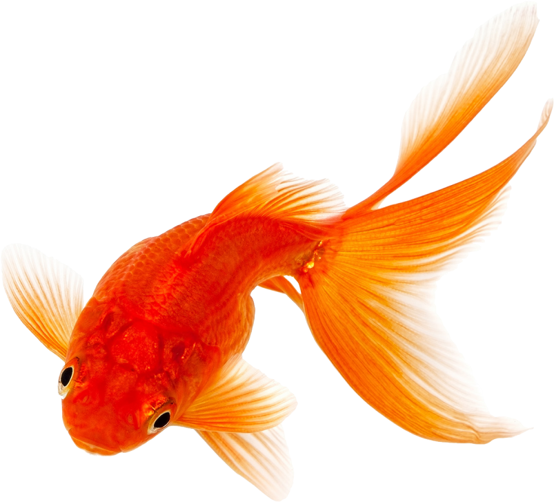Goldfish Png Image Download - Goldfish Png, Transparent Png PNG with transparent background
