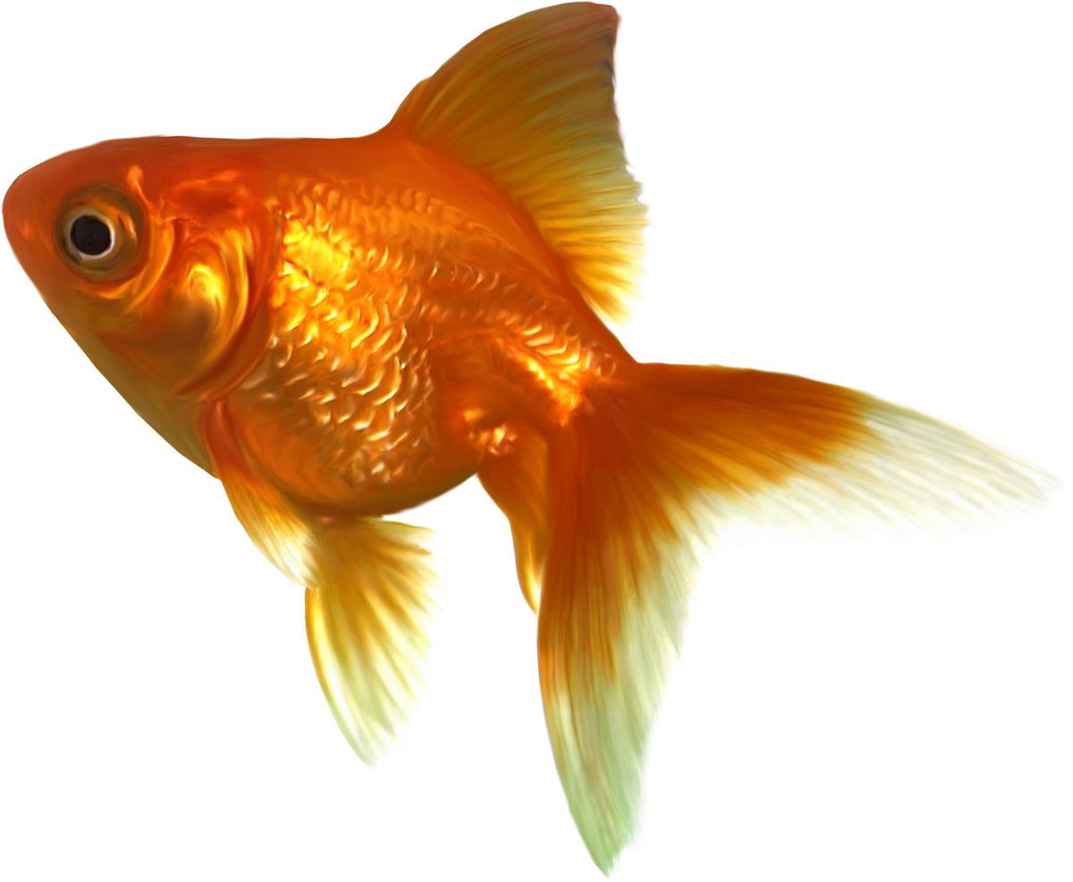 Goldfish Png Image File - Goldfish Clipart, Transparent Png PNG with transparent background