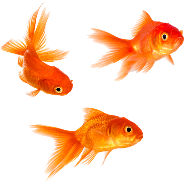 Goldfish Png - Transparent Background Gold Fish Png, Png Download PNG with transparent background
