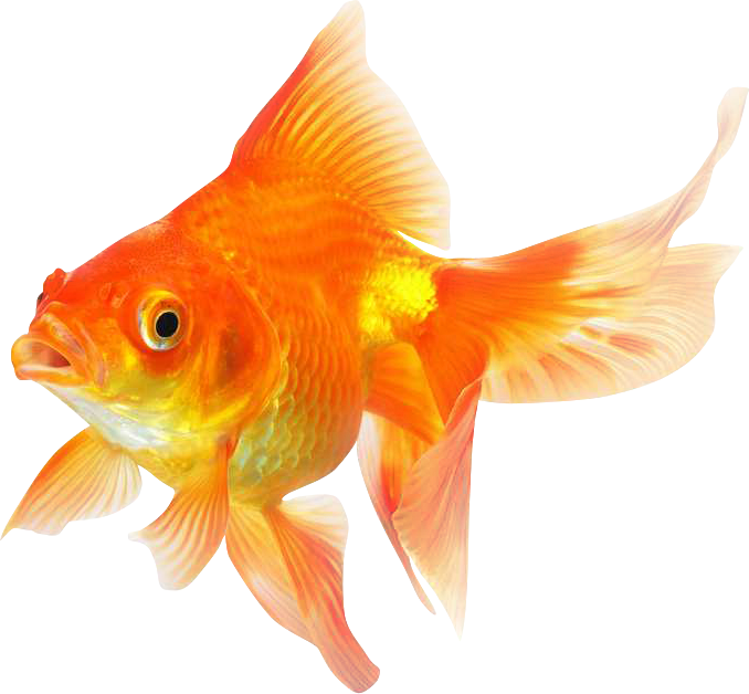 Goldfish Png Transparent Image - Goldfish Png, Png Download PNG with transparent background