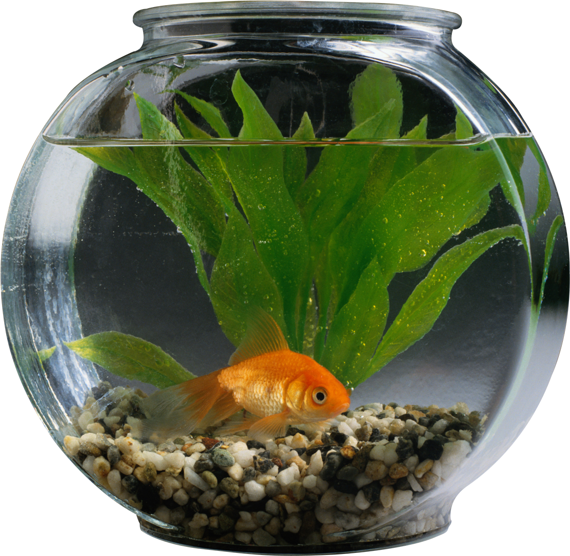 Fishbowl-image - Pet Fish In Aquarium, HD Png Download PNG with transparent background