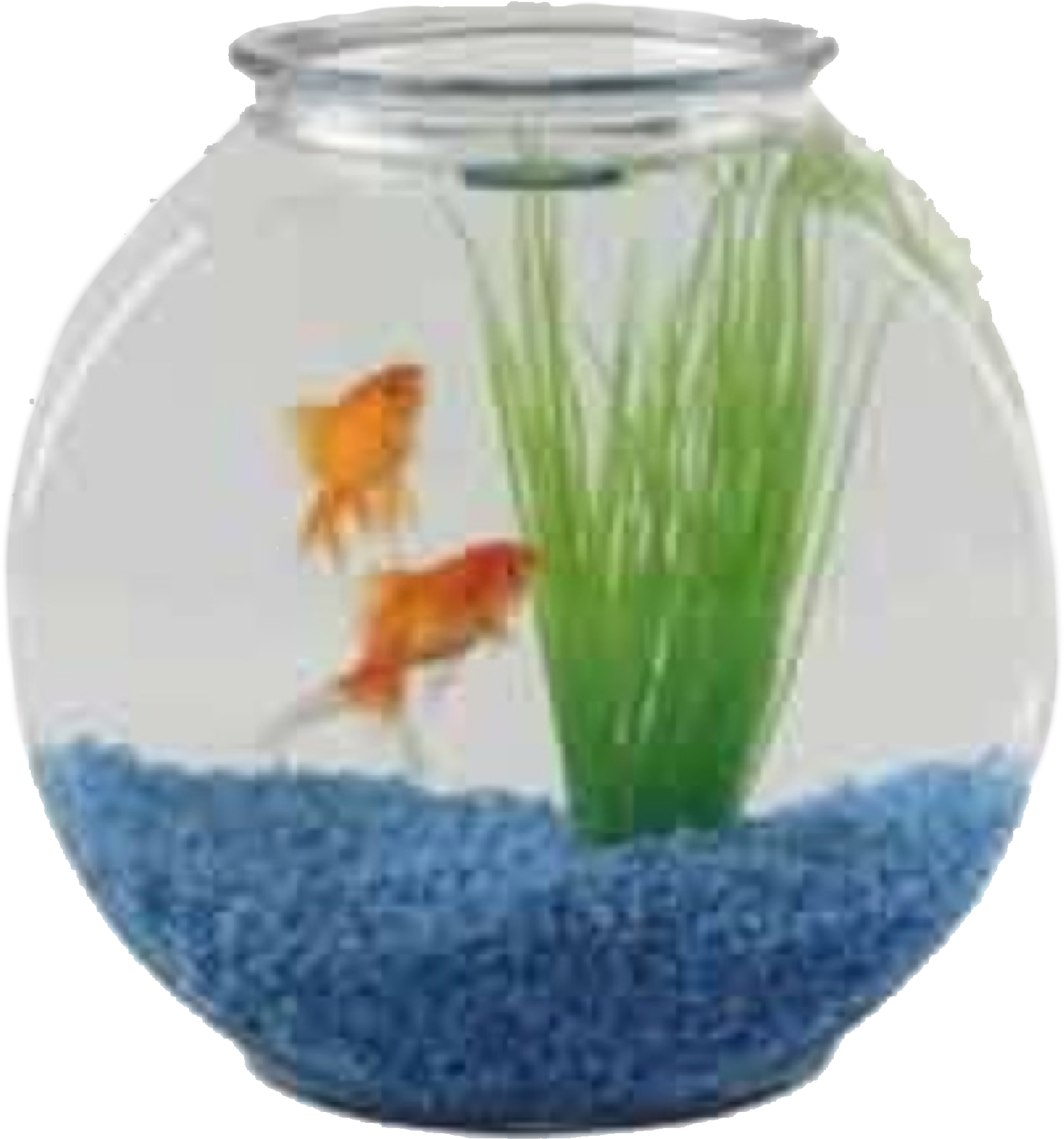 Goldfishin Bowlwith Plant