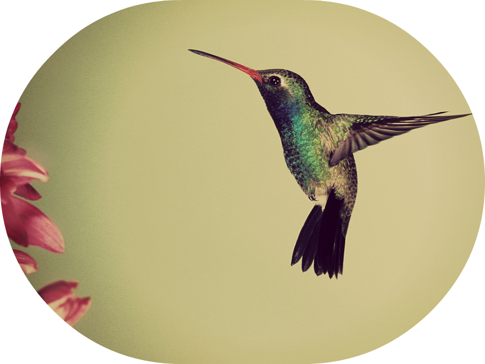 Google's Hummingbird Non-technical Explanation - Humming Bird, HD Png Download PNG with transparent background