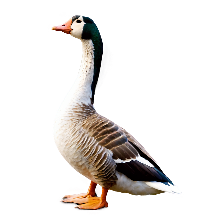 Goose Honking Sound Wave Png 70