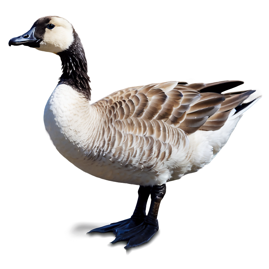 Goose Shadow On Water Png 20