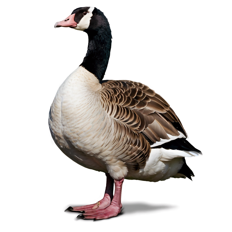 Goose Standing One Leg Png 18