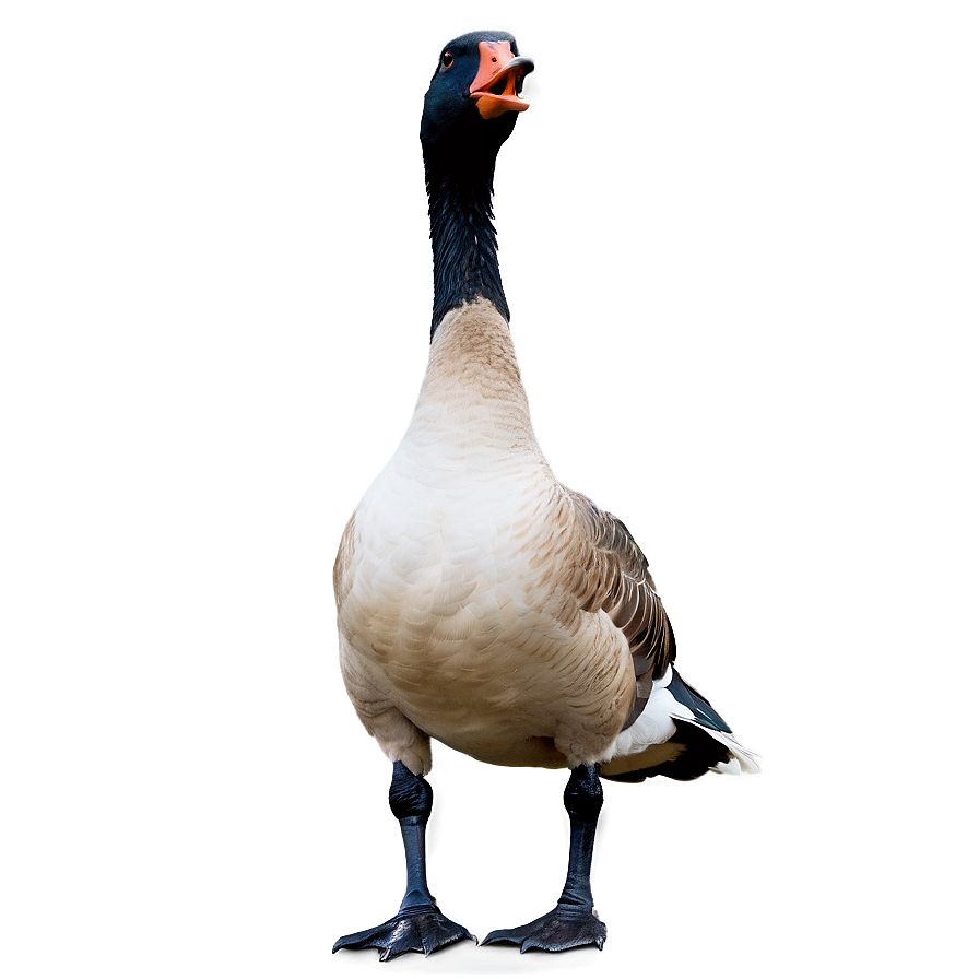 Goose Standing One Leg Png Lnt