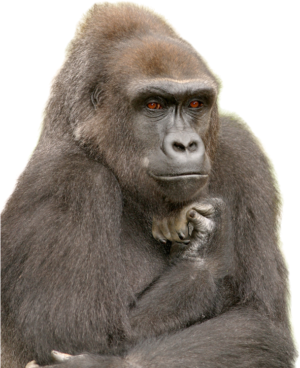Gorilla Adjectives, HD Png Download PNG with transparent background