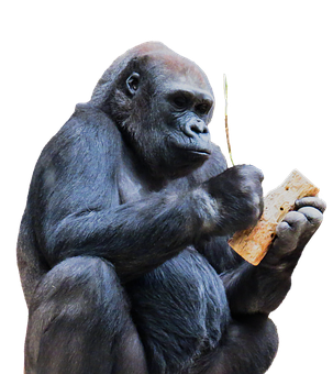 Gorilla Contemplating Object PNG with transparent background