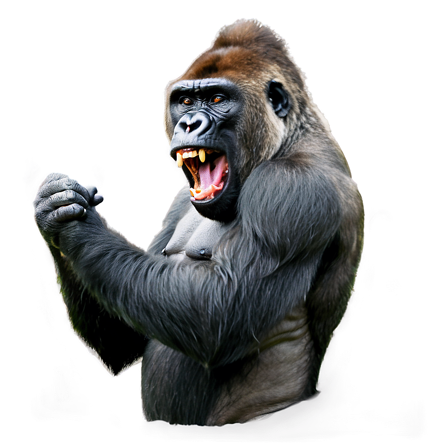 Gorilla Showing Teeth Png Sgh