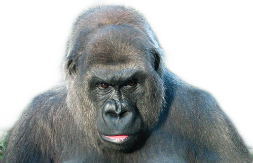 #gorilla - Western Lowland Gorilla, HD Png Download PNG with transparent background
