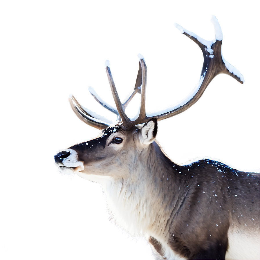 Graceful Caribou In Snow Png 24