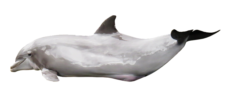 Graceful Dolphin Black Background PNG with transparent background
