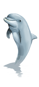 Graceful Dolphin Illustration PNG with transparent background