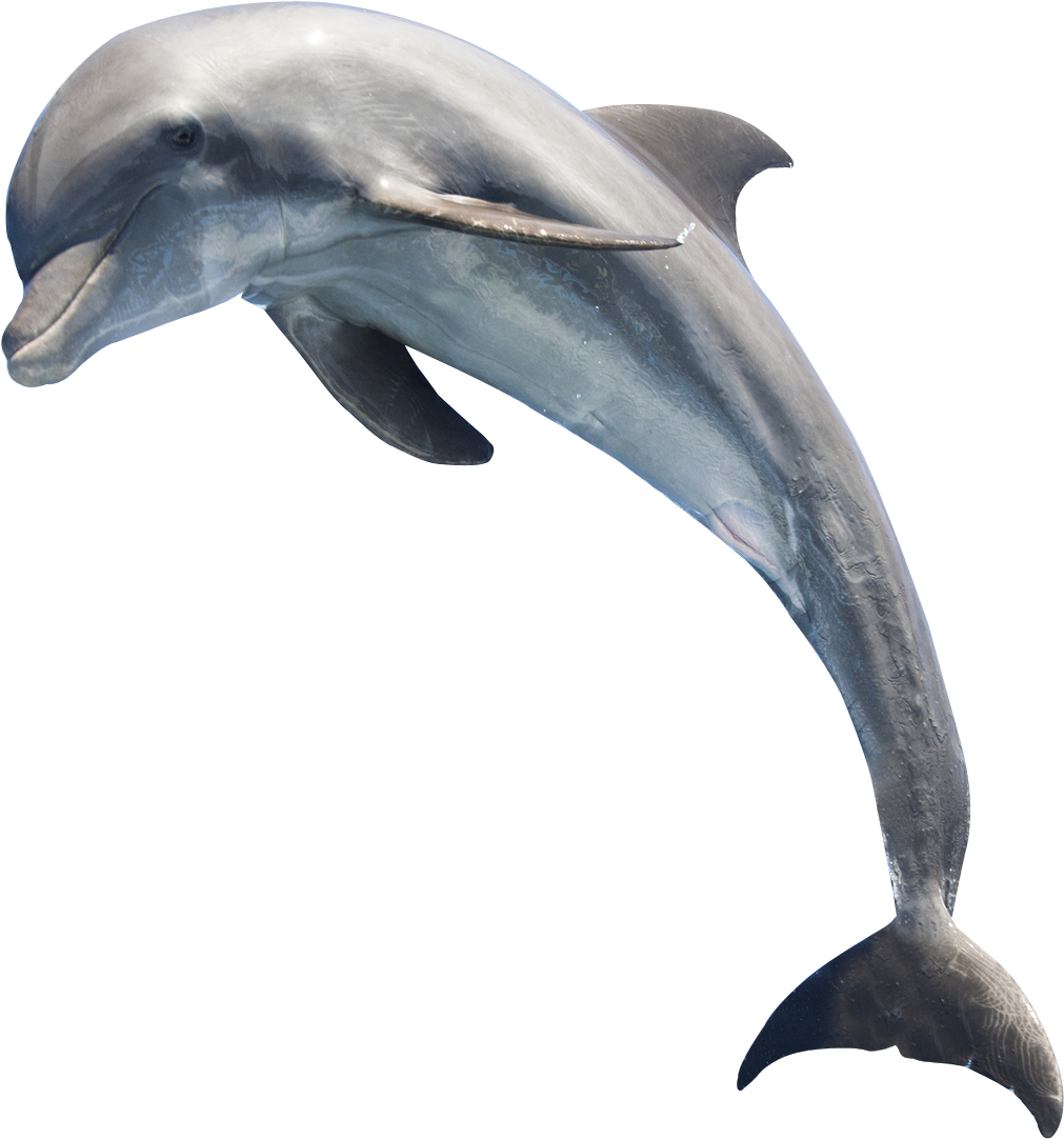 Graceful Dolphin Leaping