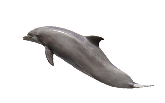 Graceful Dolphinin Dark Waters PNG with transparent background