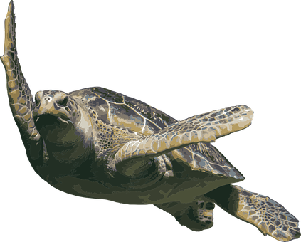 Graceful_ Sea_ Turtle_ Swimming PNG image with a transparent background, free high-resolution download