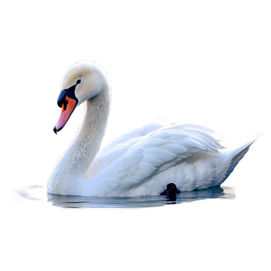 Graceful Swan Swimming Png Ury