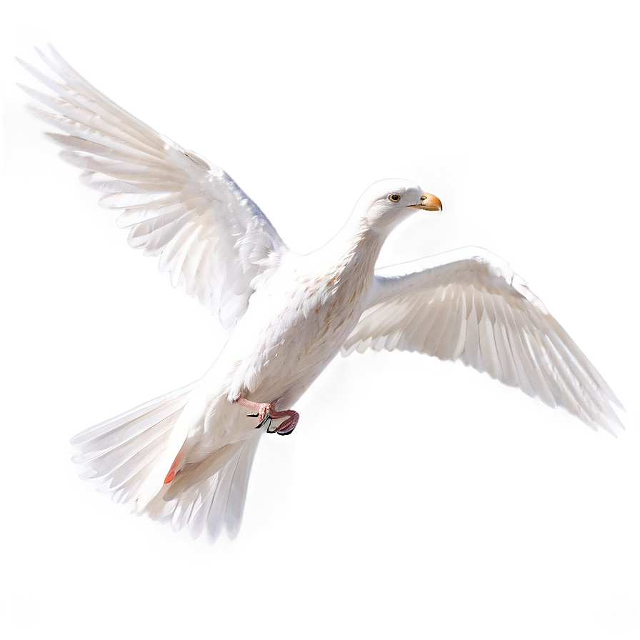 Graceful White Wings Png Lyq27