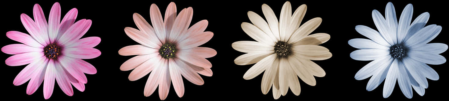 Flor, Púrpura, Flor Morada, Cerrar - Margen De Flores Moradas, HD Png Download PNG with transparent background